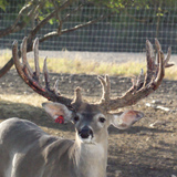 Schmidt Ranch - Breeder Buck