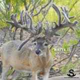 Schmidt Ranch - Breeder Buck White 33