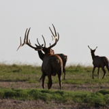 Schmidt Ranch - Elk