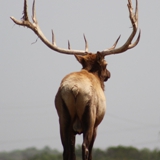 Schmidt Ranch - Elk