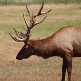 Schmidt Ranch - Elk